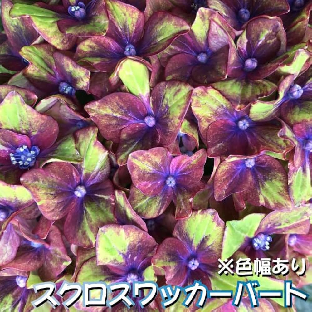 希少　⚜️工房むくの木⚜️　　　トレー　作家　　草花 Amazon.co.jp: 花木苗 アジサイ スクロスワッカーバート外 1株